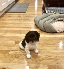 Mutt Puppy for sale in SAN LEANDRO, CA, USA