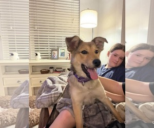 Golden Retriever-Unknown Mix Dogs for adoption in GILBERTS, IL, USA