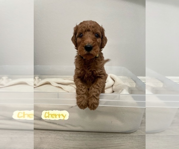 Medium Photo #4 Goldendoodle Puppy For Sale in TOMBALL, TX, USA