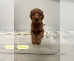 Small Photo #4 Goldendoodle Puppy For Sale in TOMBALL, TX, USA