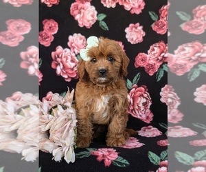 Cavapoo Puppy for sale in QUARRYVILLE, PA, USA