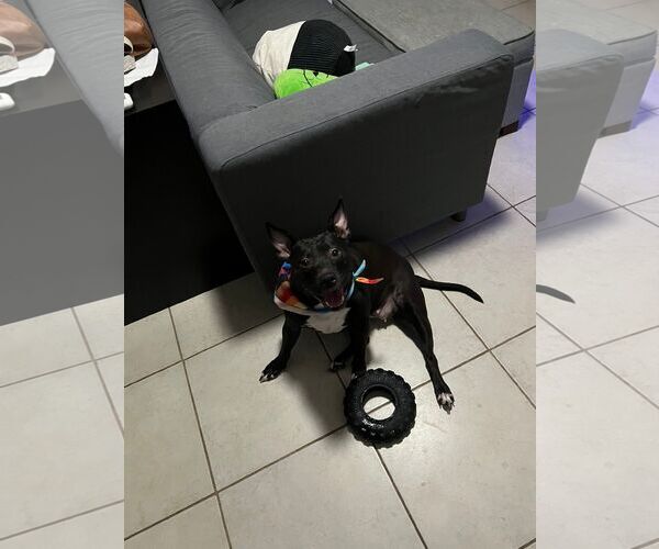 Medium Photo #2 American Pit Bull Terrier-Unknown Mix Puppy For Sale in Miami, FL, USA