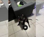 Small #1 American Pit Bull Terrier Mix