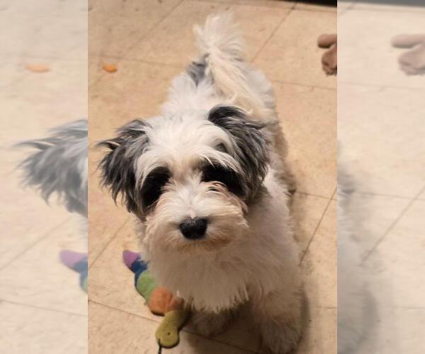 Medium Photo #3 YorkiePoo Puppy For Sale in SPRINGFIELD, OH, USA