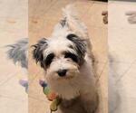 Small #2 YorkiePoo