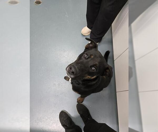 Medium Photo #1 German Shepherd Dog-Unknown Mix Puppy For Sale in London, Ontario, Canada