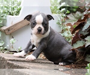 Boston Terrier Puppy for sale in FREDERICKSBG, OH, USA