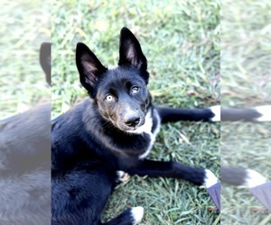 Border Collie-Pomsky Mix Dogs for adoption in FALLING WATERS, WV, USA