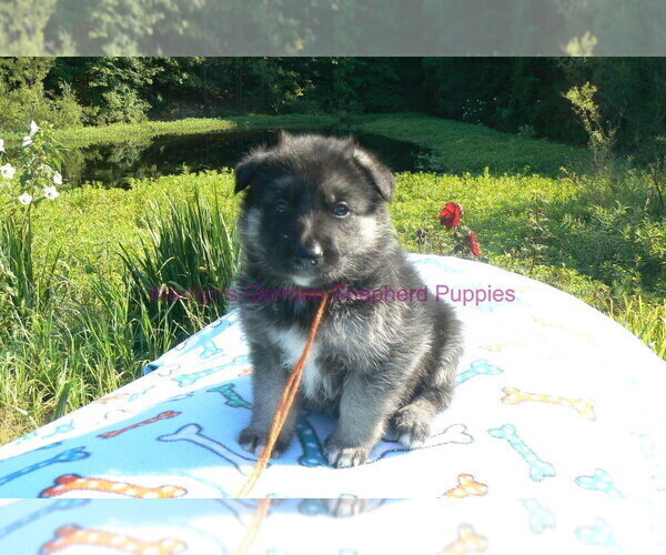 Medium Photo #1 German Shepherd Dog Puppy For Sale in PIEDMONT, MO, USA
