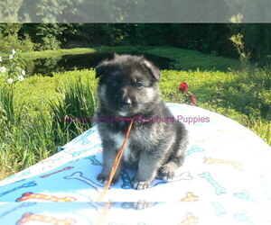 Medium German Shepherd Dog