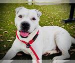 Small #1 Chinese Shar-Pei Mix