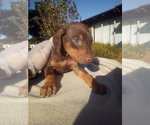 Small Photo #12 Doberman Pinscher Puppy For Sale in PASCO, WA, USA