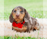 Small #2 Dachshund
