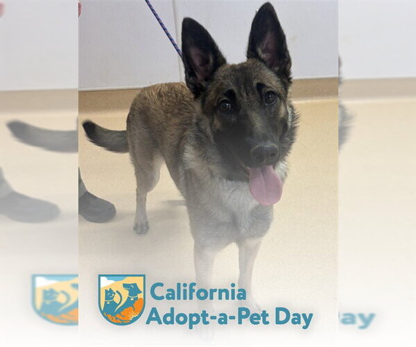 Medium Photo #1 Mutt Puppy For Sale in South Lake Tahoe, CA, USA