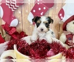 Small #9 Morkie