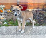 Small #1 Mutt
