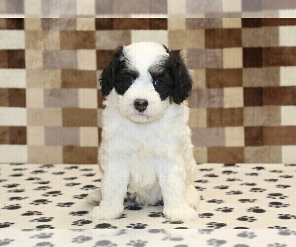 Medium Photo #3 Bernedoodle (Miniature) Puppy For Sale in DENVER, PA, USA
