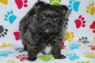 Yoranian Puppy for sale in ORO VALLEY, AZ, USA