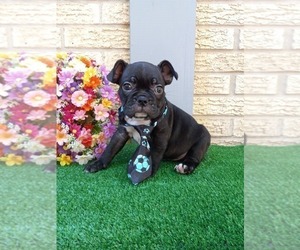 Faux Frenchbo Bulldog Puppy for sale in CARTHAGE, TX, USA