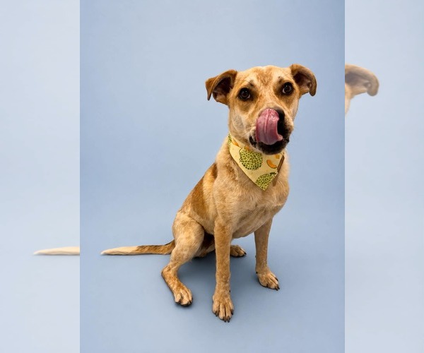 Medium Photo #9 Mutt Puppy For Sale in Sandy, UT, USA