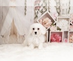 Small Photo #10 Bichon Frise Puppy For Sale in WARSAW, IN, USA