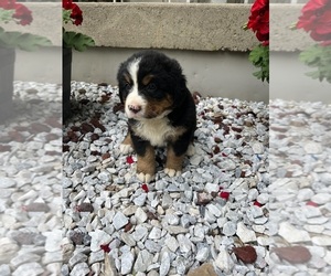 Bernese Mountain Dog Puppy for sale in SHIPSHEWANA, IN, USA