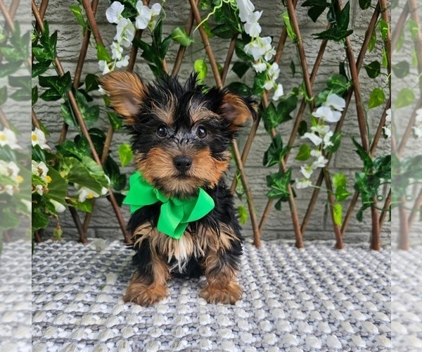 Medium Photo #3 Yorkshire Terrier Puppy For Sale in INDIANAPOLIS, IN, USA