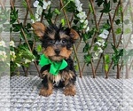 Small #2 Yorkshire Terrier