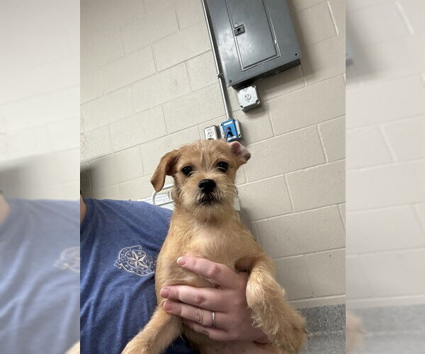Medium Photo #1 Mutt Puppy For Sale in Pasadena, TX, USA