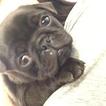 Small Photo #1 Pug Puppy For Sale in TUCSON, AZ, USA