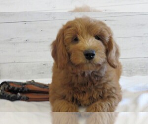 Goldendoodle (Miniature) Puppy for Sale in HANCOCK, Minnesota USA