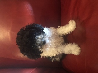 Poodle (Miniature) Puppy for sale in VIOLA, AR, USA