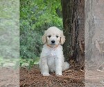 Small Photo #5 Goldendoodle Puppy For Sale in BERLIN, NJ, USA