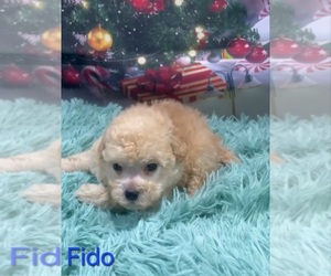 Poodle (Toy) Puppy for sale in AZLE, TX, USA