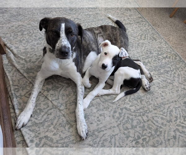Medium Photo #15 American Pit Bull Terrier-Saint Bernard Mix Puppy For Sale in Germantown, OH, USA