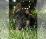 Puppy Rosie German Shepherd Dog