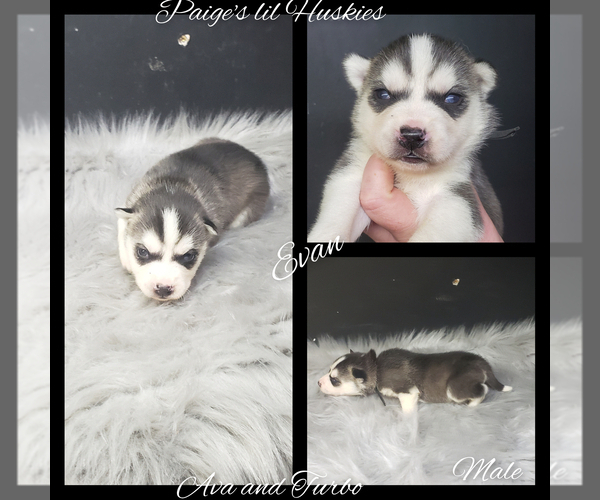 Medium Photo #53 Siberian Husky Puppy For Sale in BLOOMFIELD, IN, USA