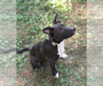 Small #7 Boxador