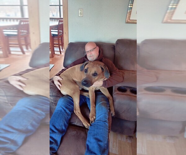 Medium Photo #1 Rhodesian Ridgeback Puppy For Sale in ALBA, TX, USA