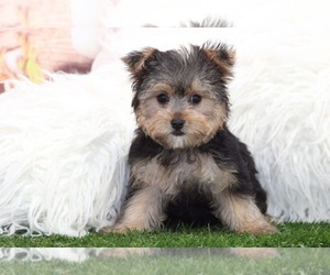 Morkie Puppy for sale in MARIETTA, GA, USA