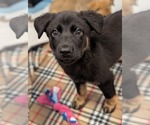 Small Mutt