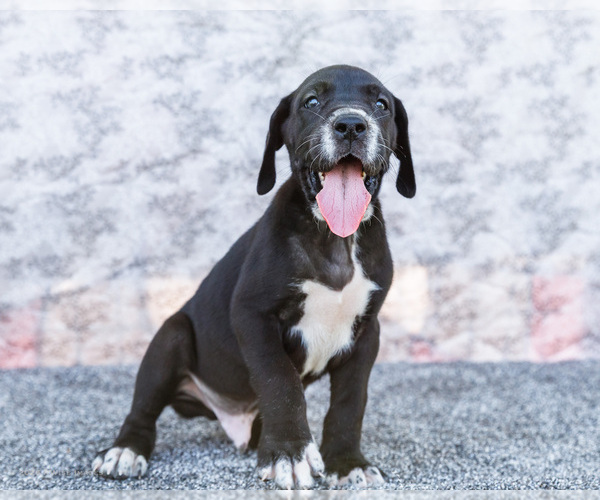 Medium Photo #9 Great Dane Puppy For Sale in WAKARUSA, IN, USA