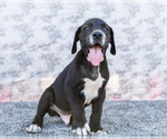 Small #8 Great Dane