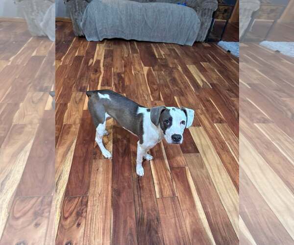 Medium Photo #3 American Staffordshire Terrier-Unknown Mix Puppy For Sale in Marine City, MI, USA