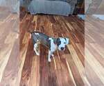 Small #2 American Staffordshire Terrier Mix