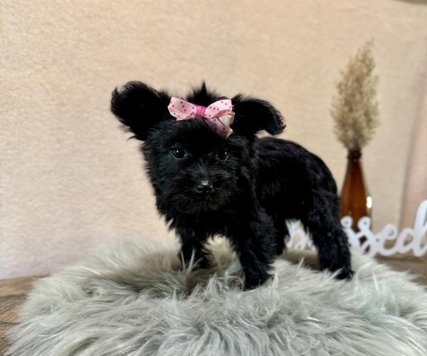 Medium Photo #3 YorkiePoo Puppy For Sale in NAPPANEE, IN, USA