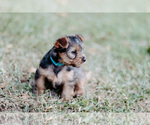Small Photo #12 Yorkshire Terrier Puppy For Sale in FOREST HILL, TX, USA