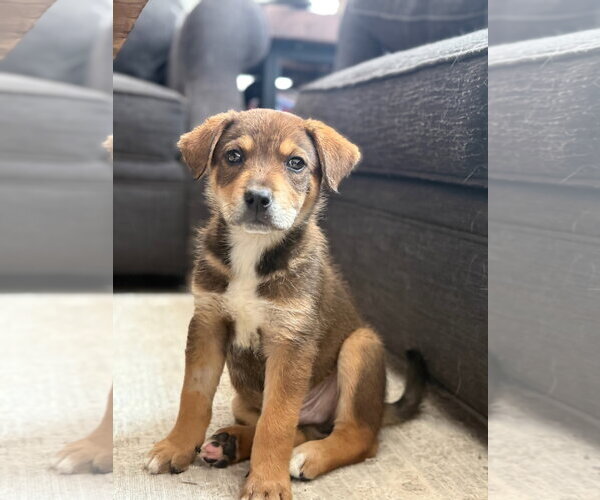 Medium Photo #2 Mutt Puppy For Sale in Tabernash, CO, USA