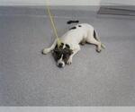 Small Staffordshire Bull Terrier Mix