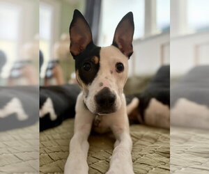 Willamena - Female American Staffordshire Terrier-Unknown Mix Dog for Adoption - Photo #4